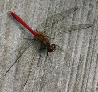 bug sympetrum eroticum